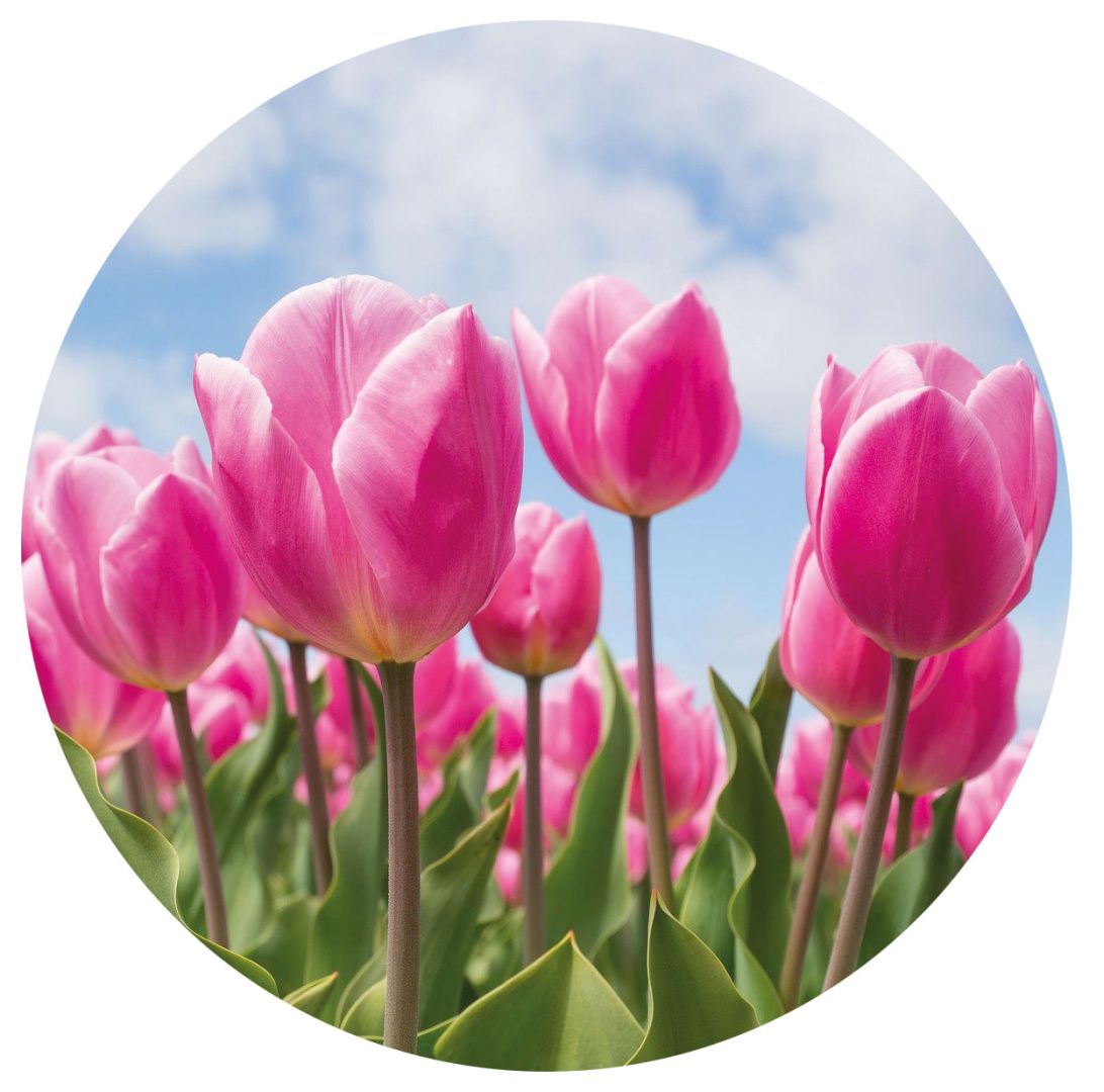 Le printemps de l'estimation Le printemps de l'estimation