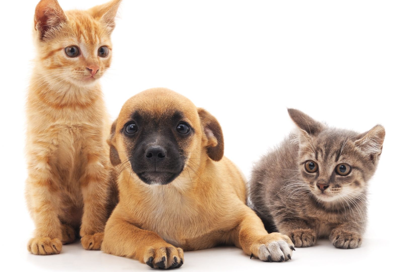 Il Suo animale domestico in buone mani