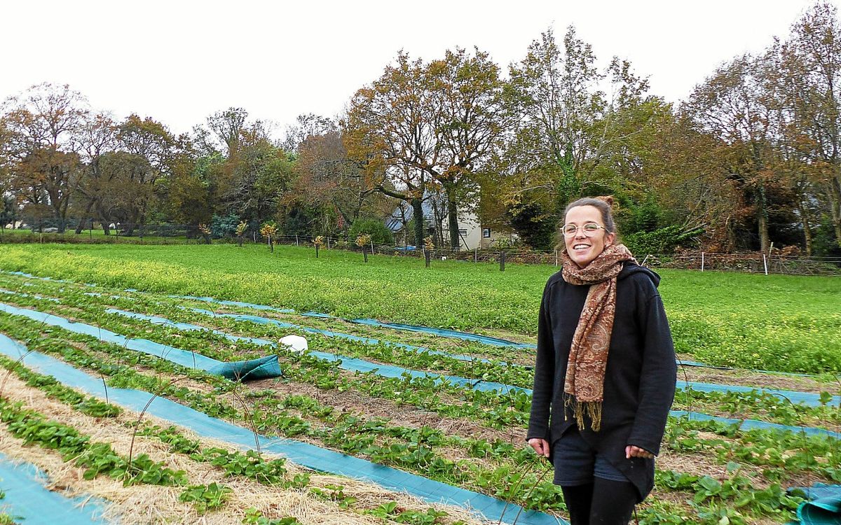 Julie Chevalier se lance dans la culture des fraises à Sarzeau