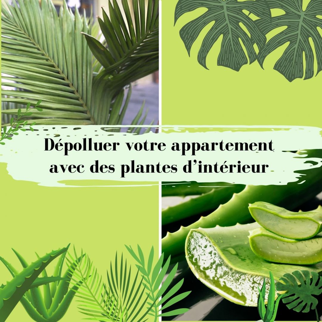 Dépolluer votre appartement avec des plantes d'intérieur 