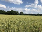Vente terrain
