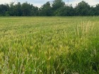 Vente terrain