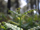 Vente terrain