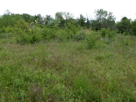 Terrain 15 000 €  sur La Motte (83920) - Réf. 155V1
