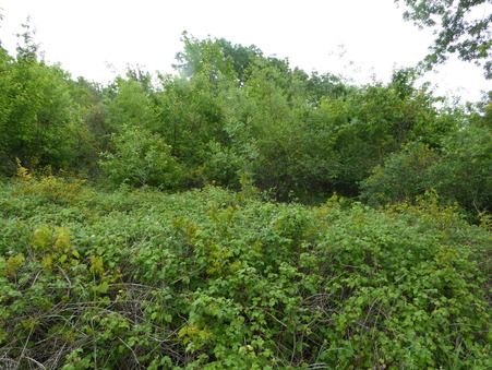 A vendre terrain Le Muy 83490; 15 000 € 