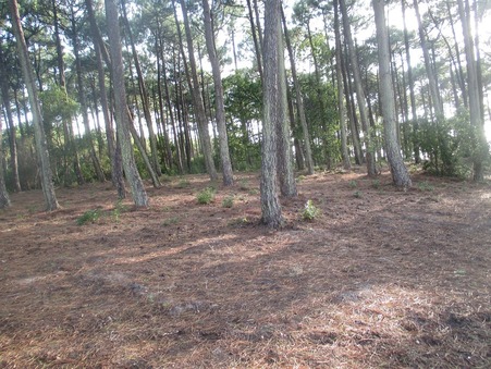 Maison sur Lege Cap Ferret ; 1 425 000 € ; A vendre Réf. SJ267