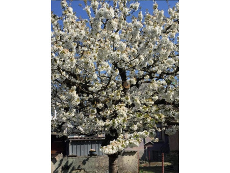 A vendre maison Haguenau 67500; 220 000 € 