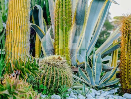 Maison sur Vallauris ; À partir de 16 500 €  ; A louer Réf. 8201103-8201103