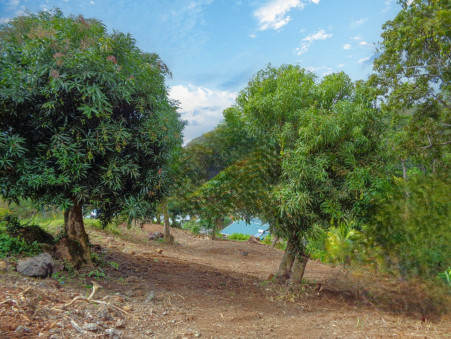 A vendre surface terrain Le Robert 97231; 95 000 € 