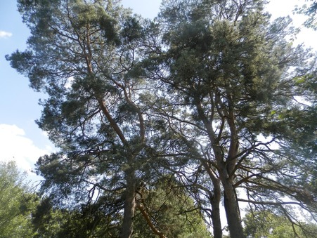 Maison sur Mervans ; prix nous consulter ; Vente Réf. 4219