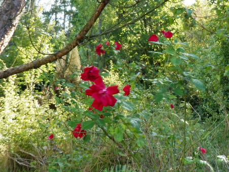 Maison sur Lyon ; prix nous consulter ; A vendre Réf. 6_18