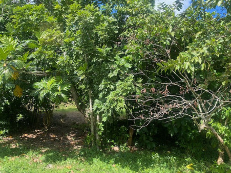 Terrain 140 000 € sur Morne a l'Eau (97111) - Réf. SMN_28