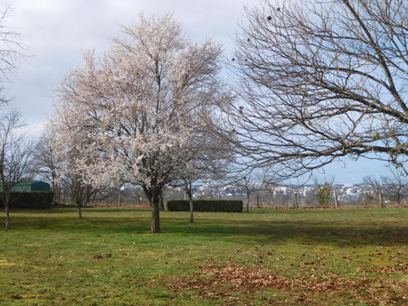 Maison 316 000 € sur Limoges (87000) - Réf. 10387