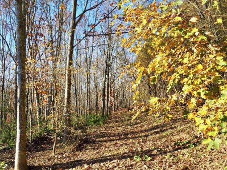 Vente propriété 805 000 € Saint-Gaudens