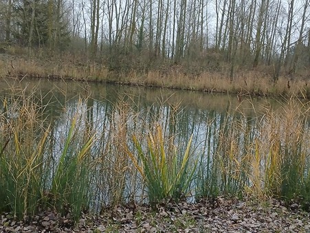Lille  111 500 €