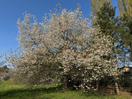 Vente maison 270 000 € Caudry