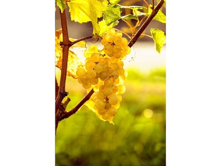 SAUTERNES 77 000 €