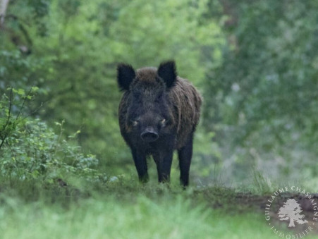 Vente terrain 96 300 € Dun sur Auron