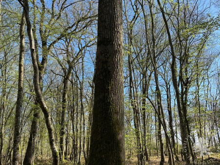 Vente terrain 157 500 €  Nerondes