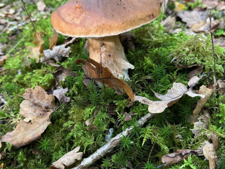 Vente terrain 75 600 € Allogny