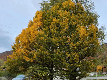 Maison 380 000 €  Réf. 6_6106 Confort