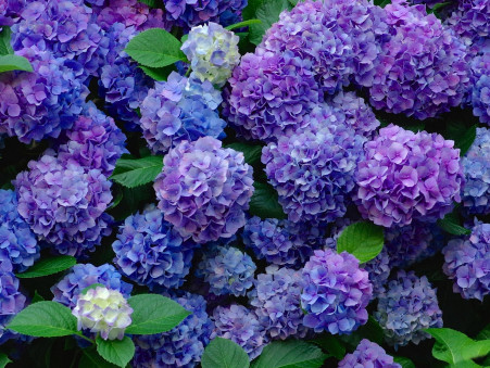 Terrain 70 000 € Réf. 2556 Plouguerneau