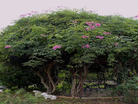 Achat maison Antibes Réf. 4656178