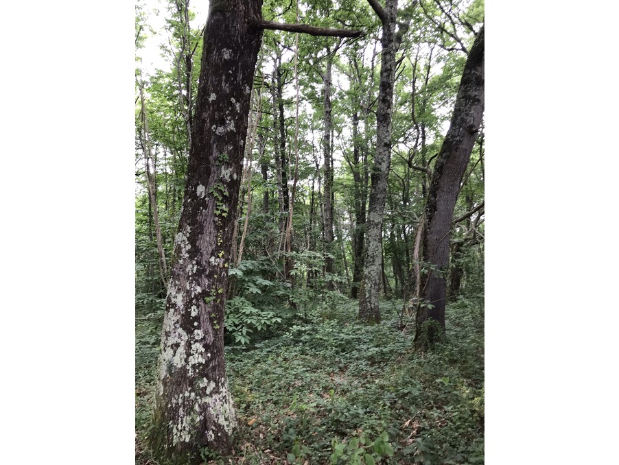 Terrain 15 000 € sur Boulogne sur Gesse (31350) - Réf. 3977-nk