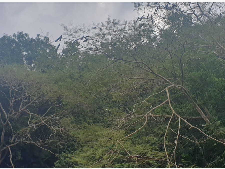 Terrain 200 000 €  Réf. 683 Le Gosier