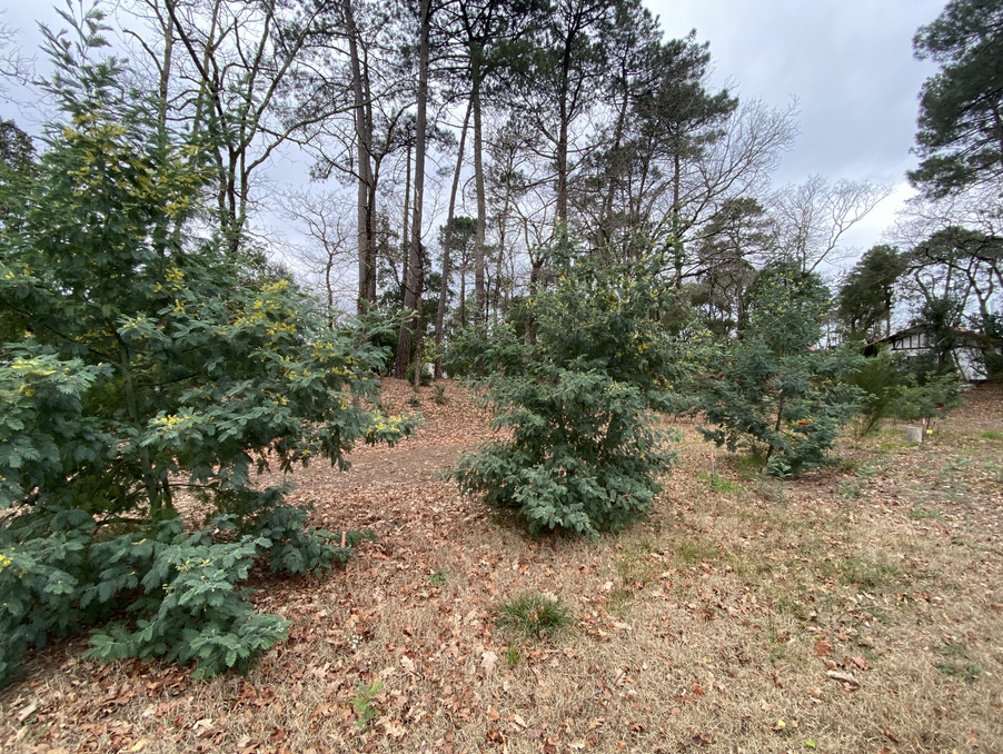 Achat terrain Capbreton Réf. 3738