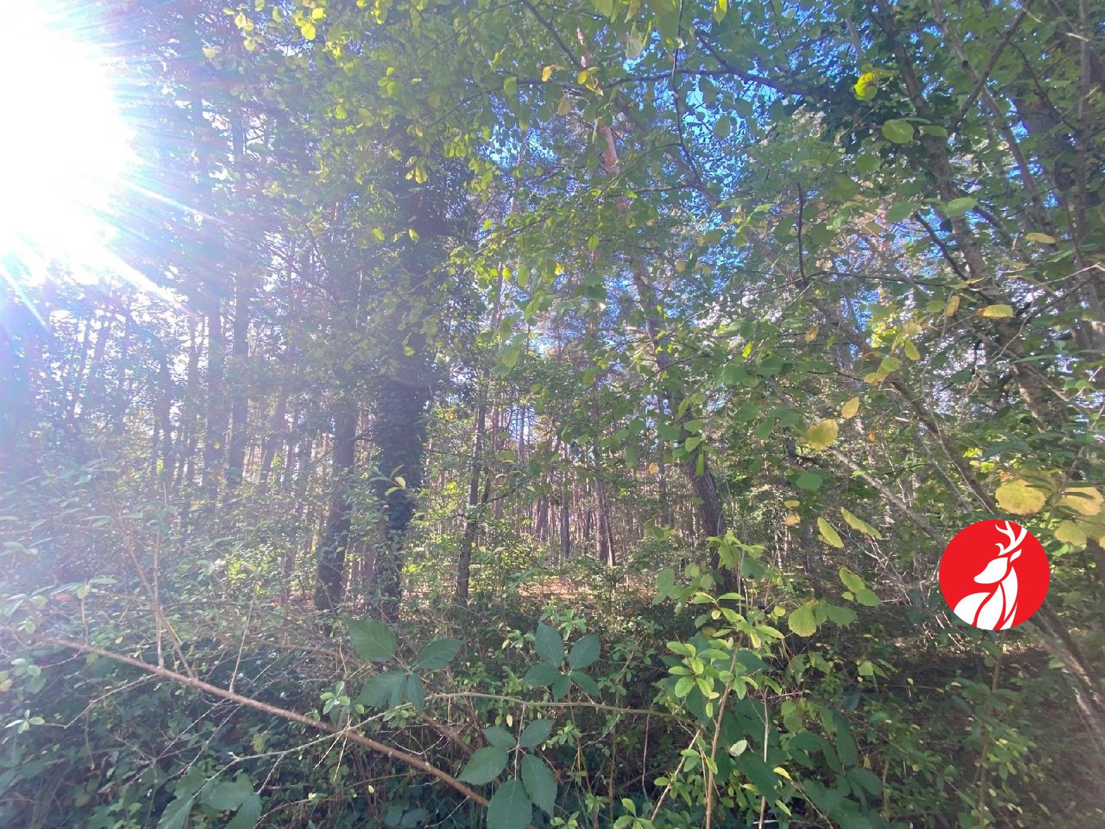Terrain sur Barbizon ; 245 000 € ; Vente Réf. 8593-6026