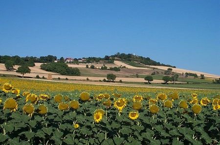 Consortium Immobilier